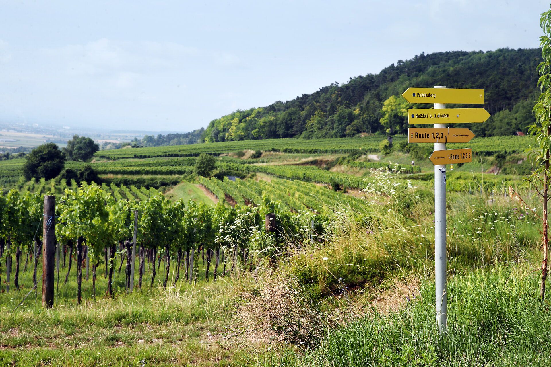 Hike to the Parapluiberg