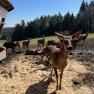 A group of deer stands on a farm in front of a forest.