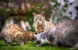 Inmitten der sanften Wiesen und blühenden Gärten des Bauernhofs tummeln sich lebhafte Katzen, die neugierig die Umgebung erkunden. Die warme Sonne strahlt auf das grüne Gras, während die Tiere in harmonischer Gemeinschaft spielen und die Idylle des Landlebens genießen.