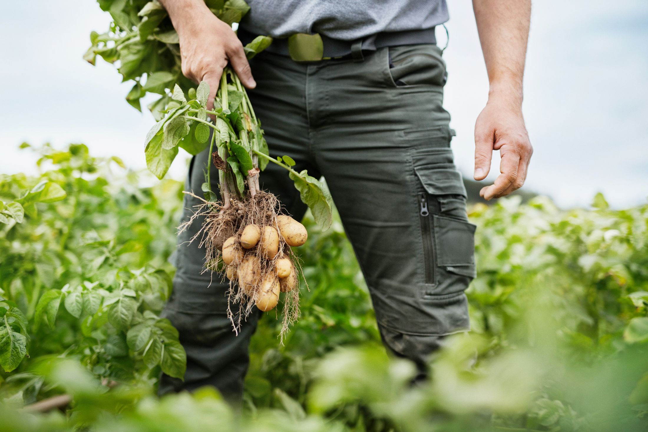 Person holding freshly harvested potato plant in a field.