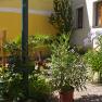 A sunny courtyard with various plants in pots, including palm trees and flowering shrubs, in front of a yellow house wall.