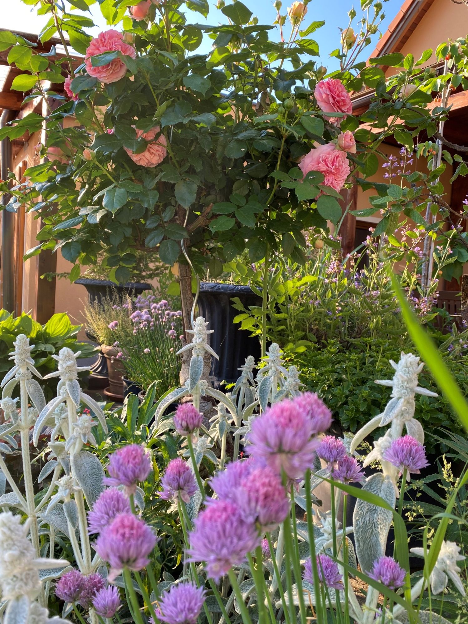 A blooming garden with pink roses and purple flowers in front of a house.