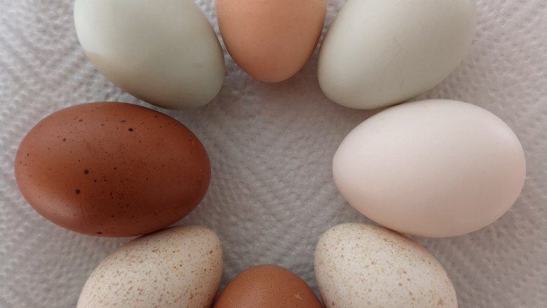 Egg variety, © Friedlhof
