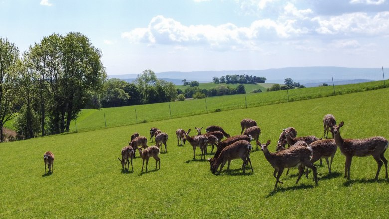 Sika deer in a green meadow with trees and fields in the background.