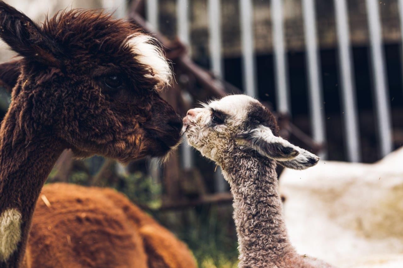 Seehof Alpacas