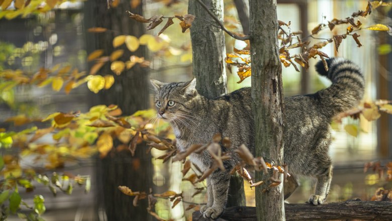 Special highlight - the wildcat feeding in the Thayatal National Park., © Waldviertel Tourismus, Robert Herbst