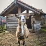 A goat stands in front of a small wooden stable on a farm.