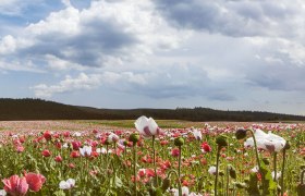 Poppy village Armschlag in Waldviertel, © Niederösterreich-Werbung/ M. Liebert