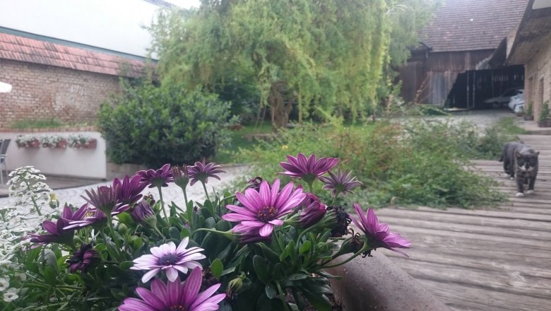 flower-with-cat-x, © Christoph Mehofer