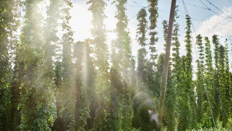 Zwettl private brewery, © Gerhard Wasserbauer