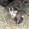 Kitten in the hay, so cute, &copy; Grasberger
