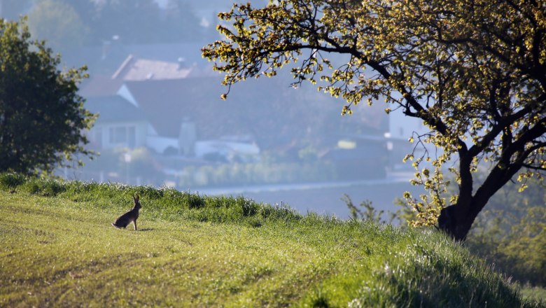 Brown hare, © Weinfranz
