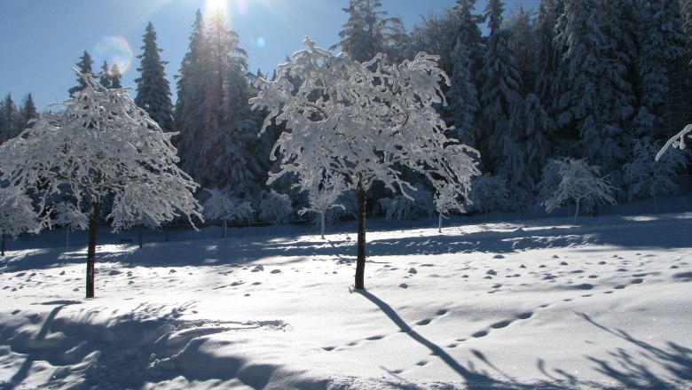 Snow-covered landscape with trees in the sunshine.