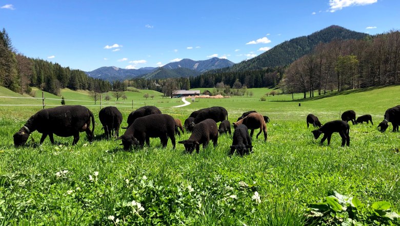 Organic farm Scheikl, &copy; Familie Scheikl
