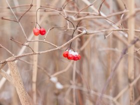 Winter in Traismauer, &copy; Donau Nieder&ouml;sterreich - Kamptal-Wagram-Tullner Donauraum