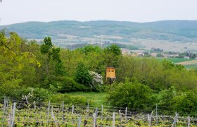 Vineyard in the Weinviertel with a raised hide and hills in the background.