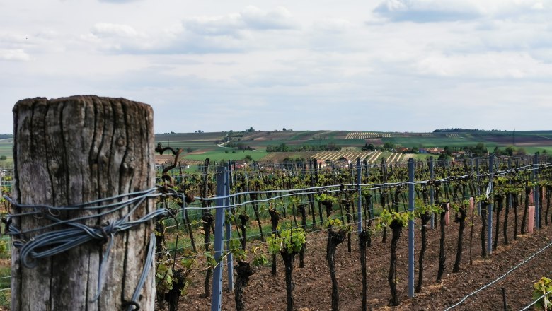 Vineyards with posts in the foreground and hills in the background.