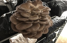 Edelpilzzucht Reiser, Rohrau, Pilze, © Biopilzzucht Reiser