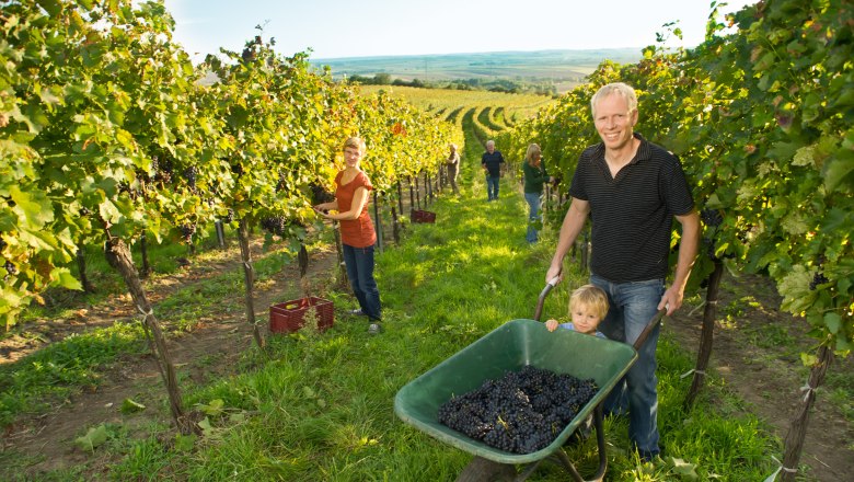 People harvesting grapes in a vineyard, a man pushing a wheelbarrow with grapes and a child.
