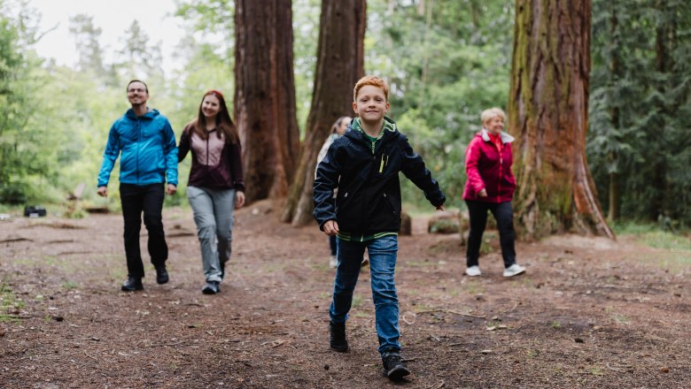 Group of people walking through a forest with tall trees.