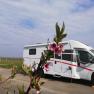 Motorhome on a pitch with a flowering branch in the foreground.