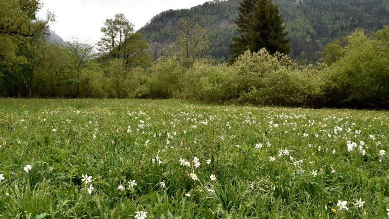 Show meadow water cluster near Lunz am See, &copy; David Bock
