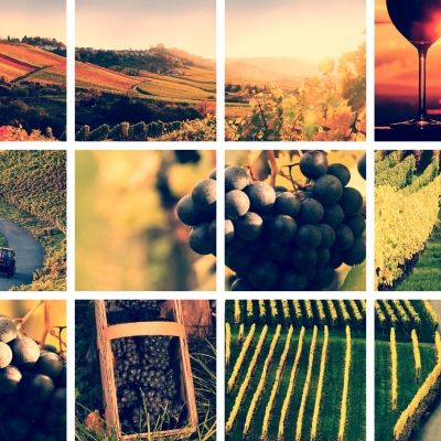 Collage of vineyards, grapes and a wine glass.