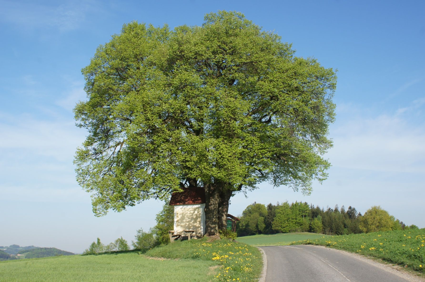 Brandstätter cross