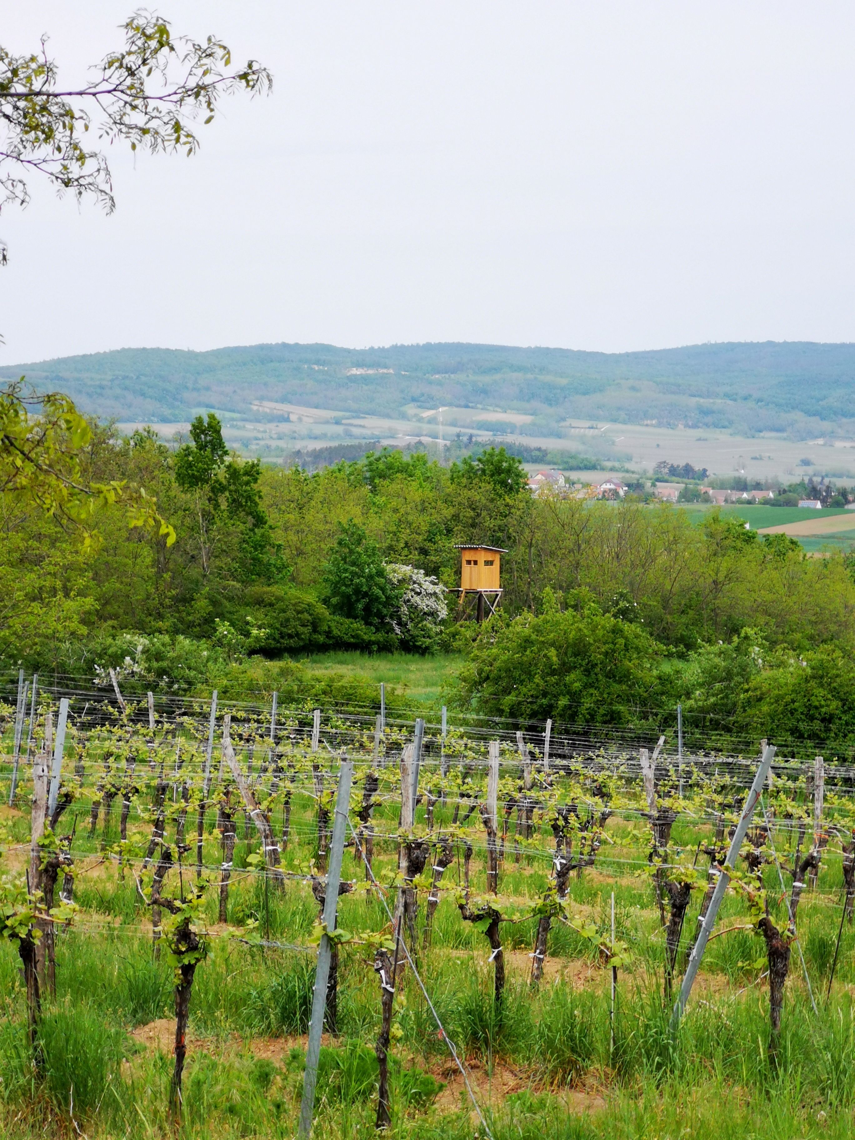 Vineyard in the Weinviertel with a raised hide and hills in the background.