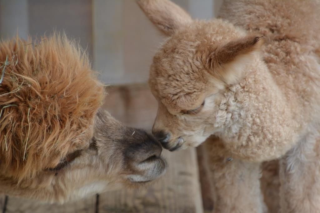 Motherly love