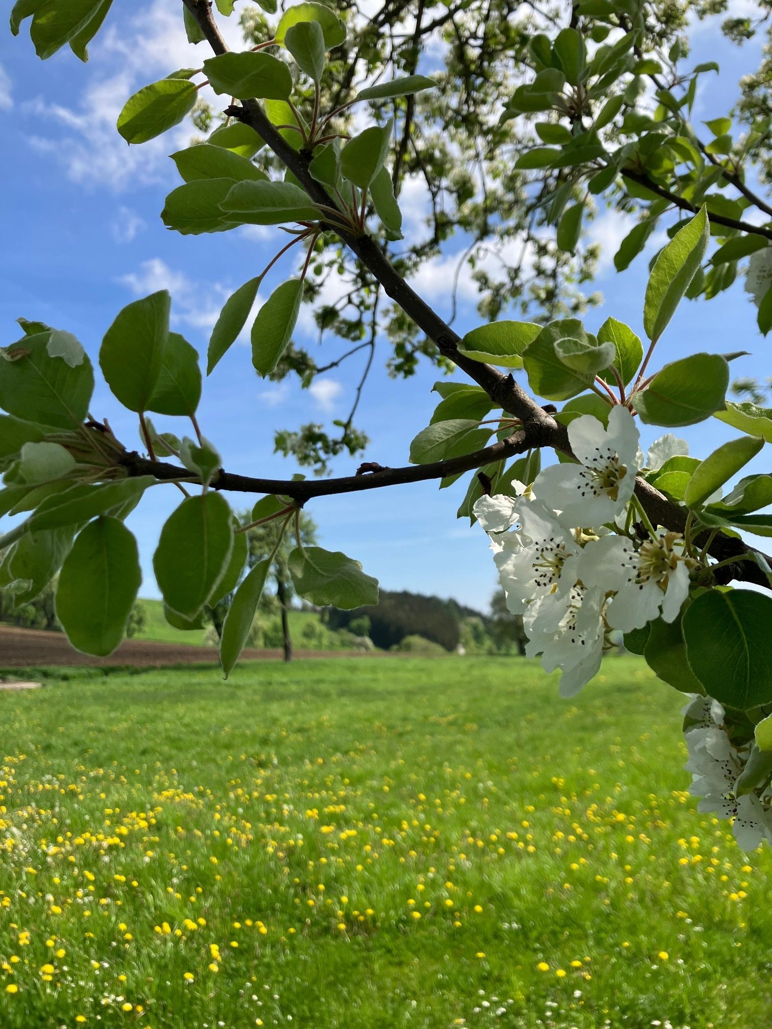 Flowering trees along the Fröschlau path