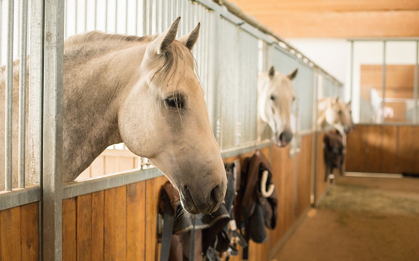 Horses in a row of stables with wooden walls and metal bars.