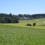 Extensive green meadows with a castle in the background, surrounded by forests.
