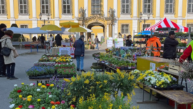 Flower stalls at a weekly market in front of a historic building with a clock tower in Stockerau.