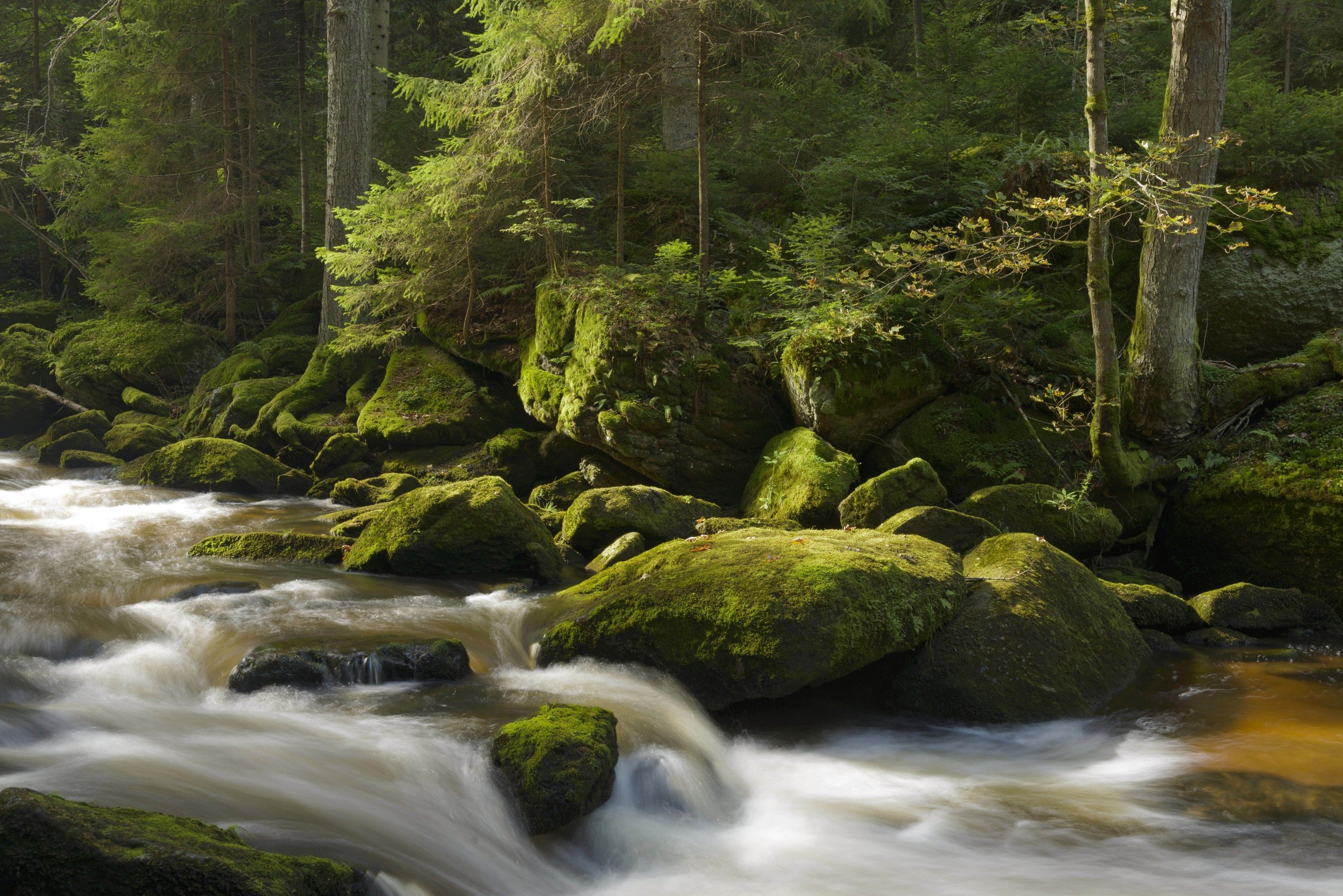 A flowing stream with moss-covered stones in a forest.