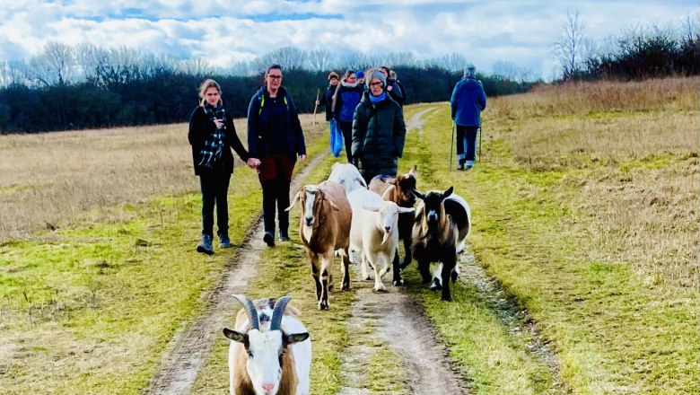 People walking with goats on a country lane.