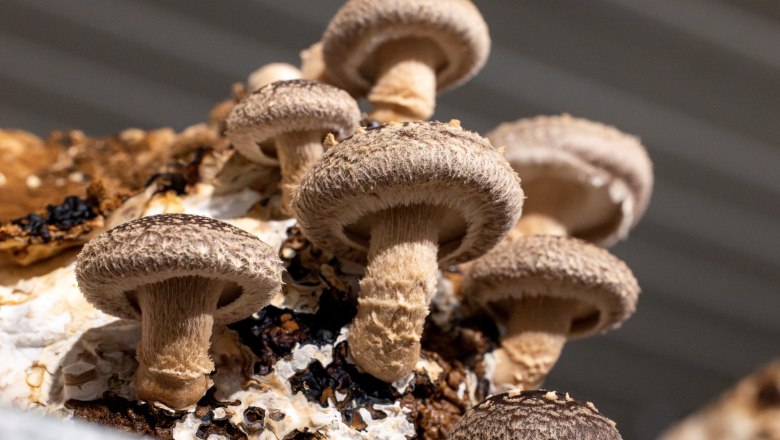 Emperor mushrooms, &copy; Theo Kust