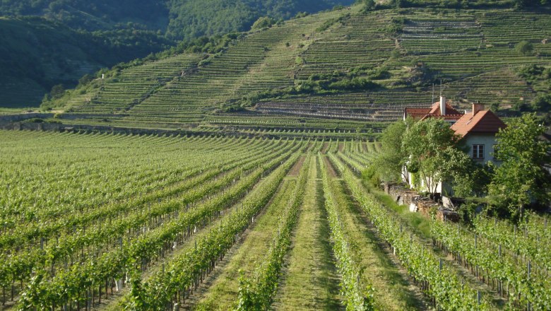 Vineyards with a house on the hillside, surrounded by green hills.