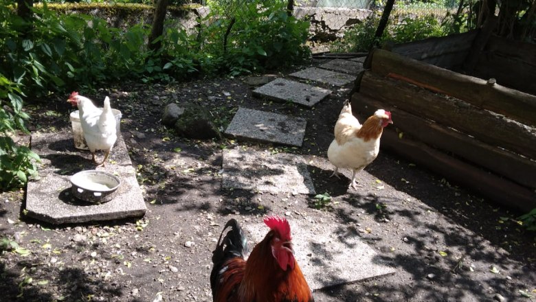 Organic farm Wiesbauer, © Pfeffer