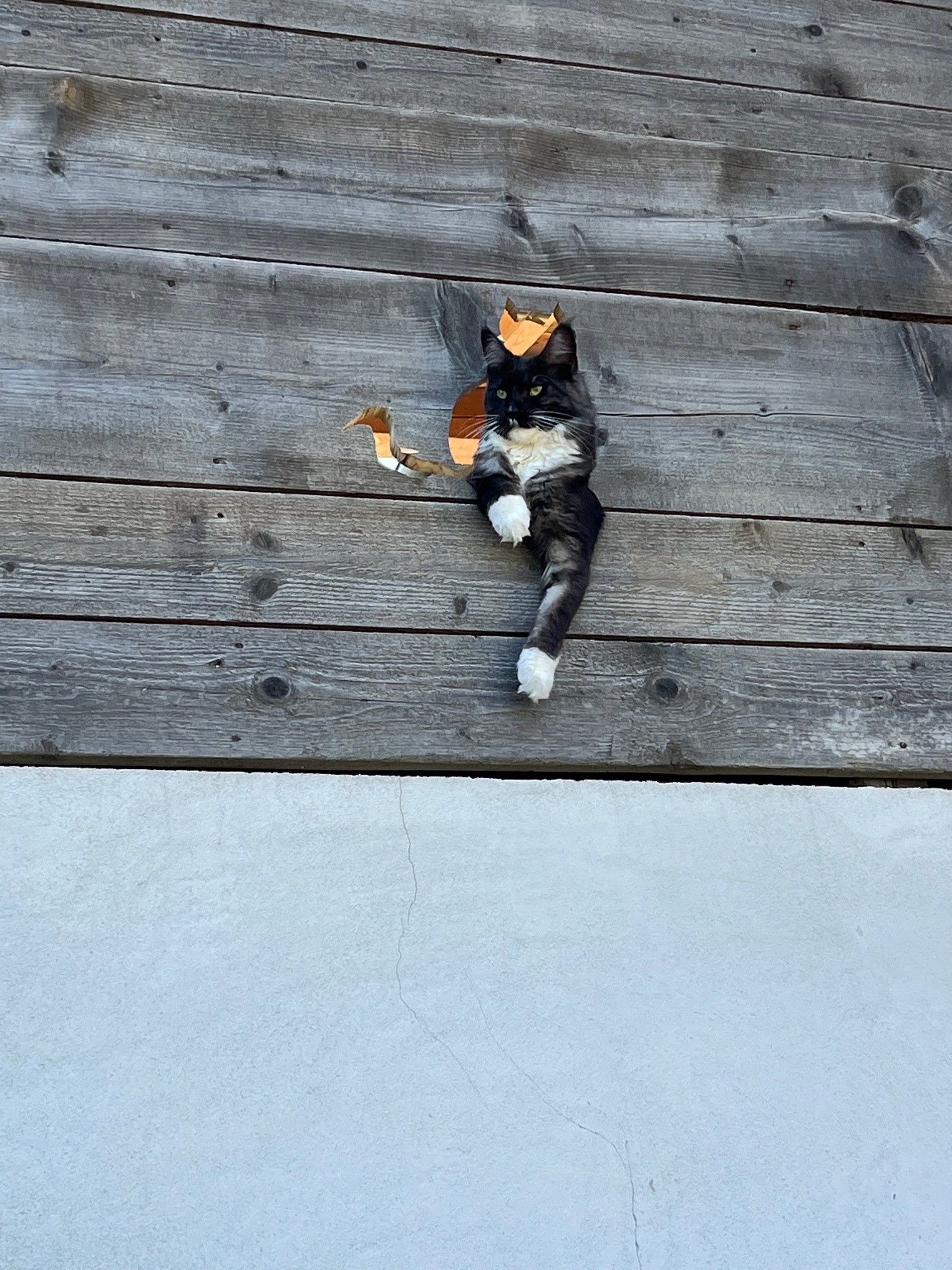 A cat looks through a hole in a wooden wall.