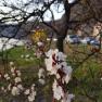 Apricot blossom, &copy; G&auml;stezimmer Rolea