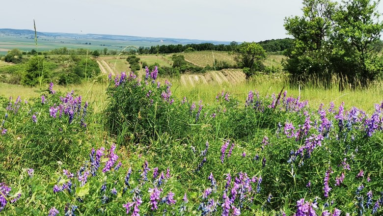 Blooming meadow with purple flowers in the foreground, vineyards and fields in the background.