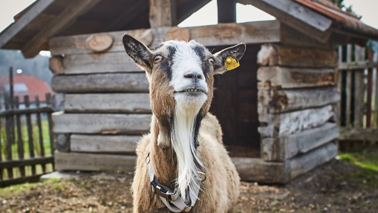 A goat stands in front of a small wooden stable on a farm.