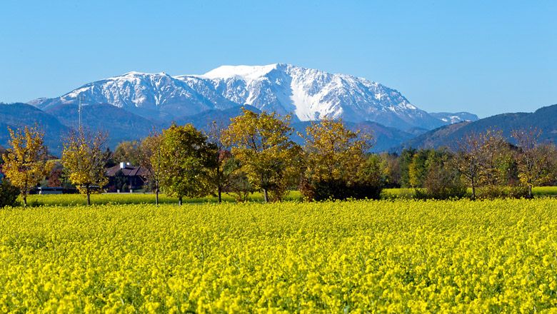 View of a yellow rapeseed field with trees in the foreground and the snow-covered Schneeberg in the background under a clear blue sky.