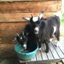 Goats, © Familie Prack