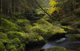 A small stream flows through a moss-covered forest with large rocks.