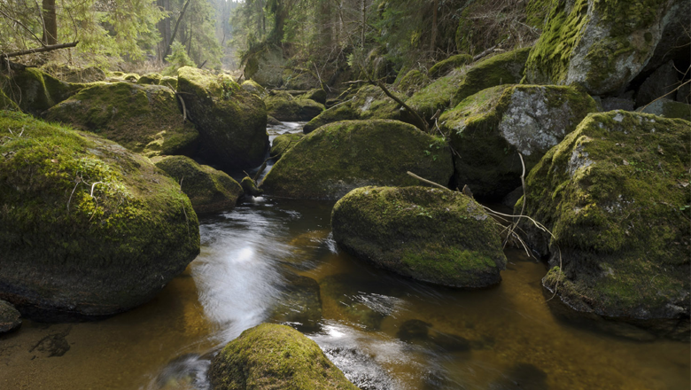 A stream flows through a forest with large, moss-covered rocks.