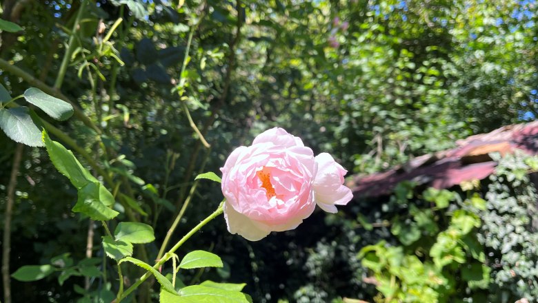 A pale pink rose in a sunny garden with lots of greenery in the background.