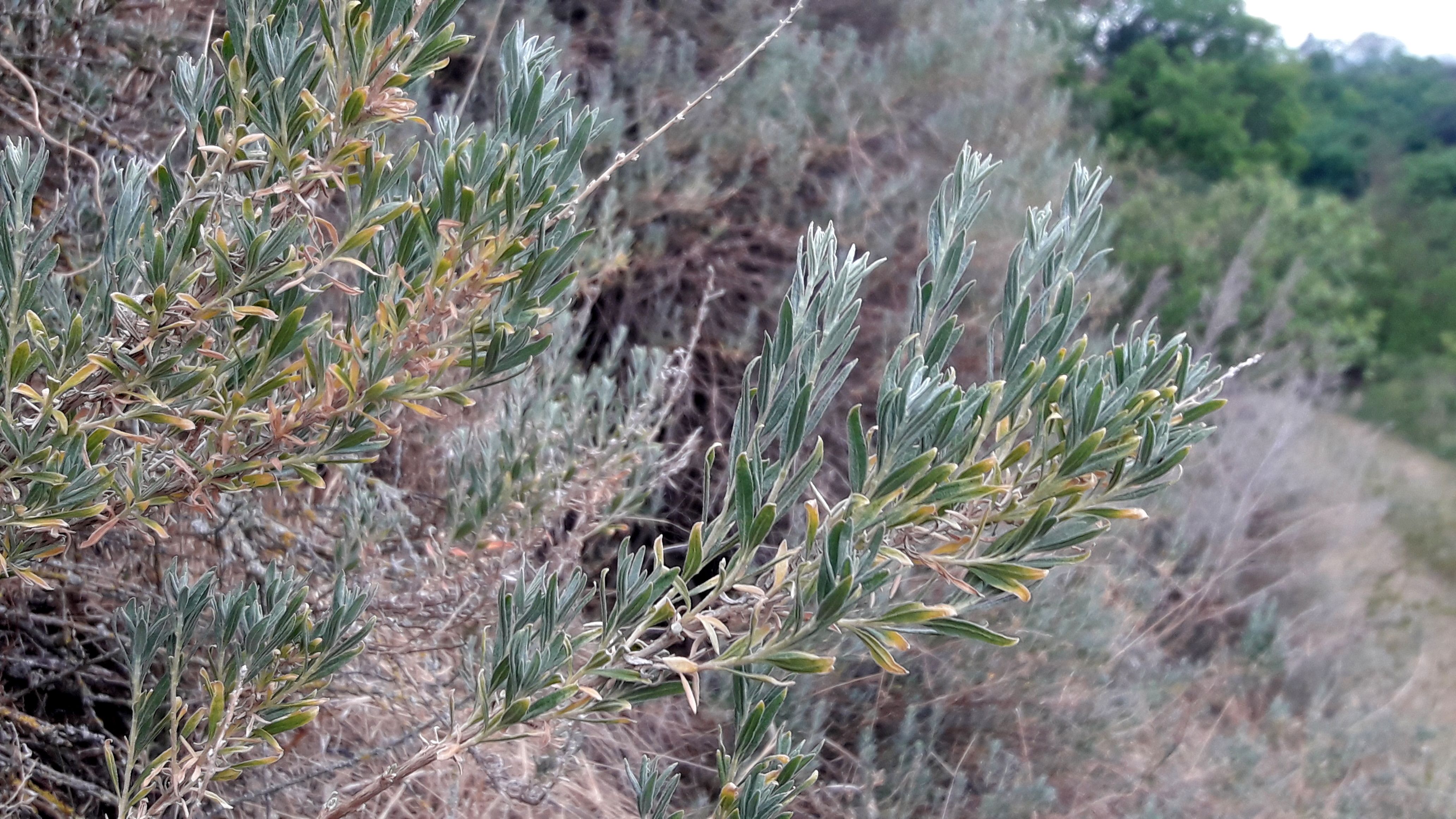Close-up of green, elongated leaves of a plant in a natural environment.