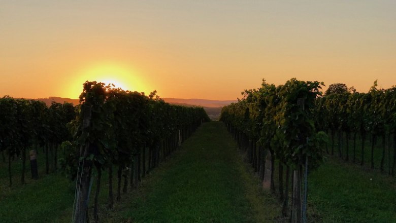A vineyard at sunset with rows of vines.